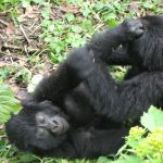 Booking Bwindi Gorilla Trekking Safaris from Entebbe Kampala