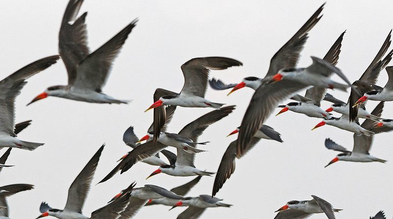 Birding Safaris in Uganda