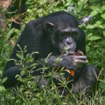 3 DAY CHIMPANZEES AND FISHING ADVENTURE