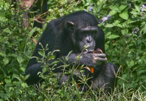 Read more about the article 3 DAY CHIMPANZEES AND FISHING ADVENTURE