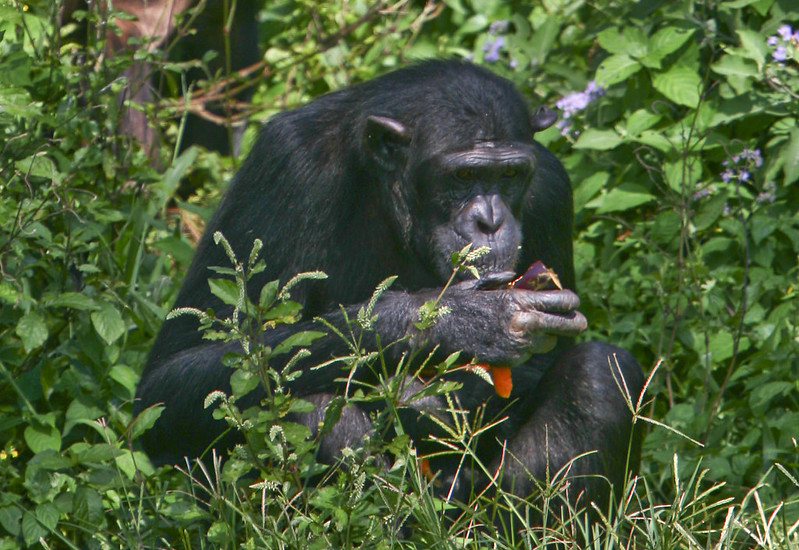 3 DAY CHIMPANZEES AND FISHING ADVENTURE