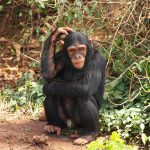 NGAMBA ISLAND CHIMPANZEE SANCTUARY