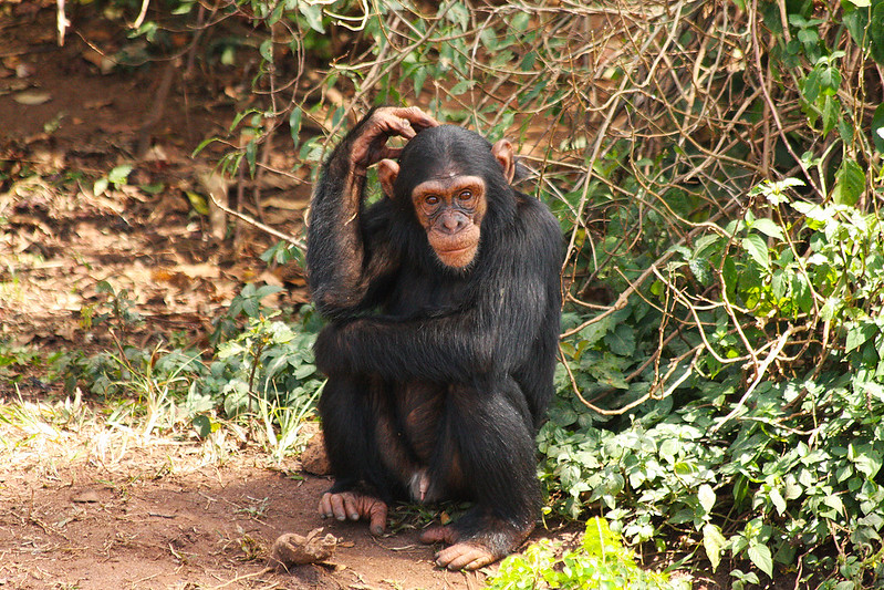 NGAMBA ISLAND CHIMPANZEE SANCTUARY