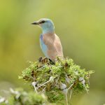 Bird Watching in Tanzania