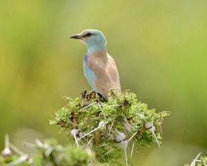 Read more about the article Bird Watching in Tanzania