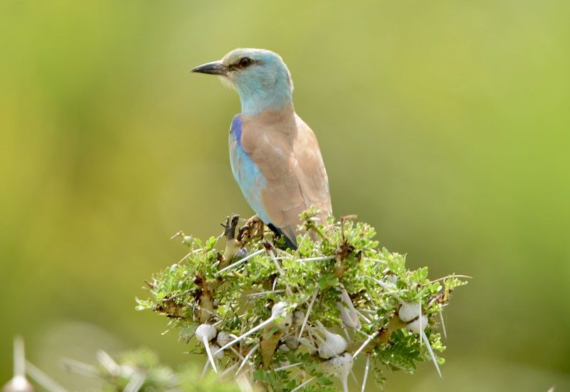 Birding in Tanzania