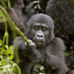 What Makes Gorilla Trekking in Uganda Unique