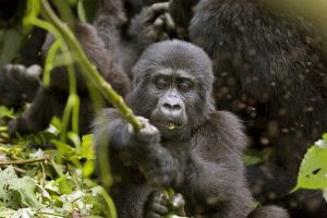 Read more about the article What Makes Gorilla Trekking in Uganda Unique