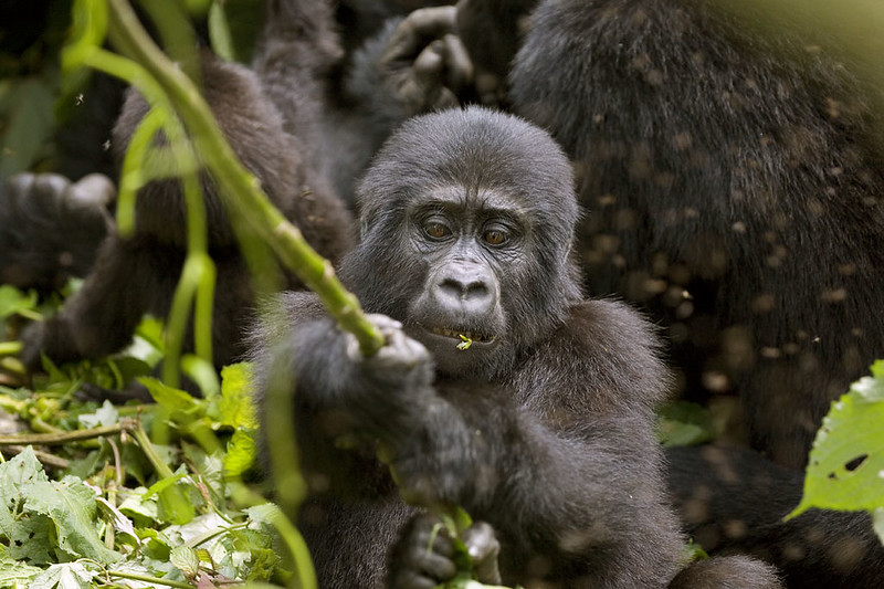 What Makes Gorilla Trekking in Uganda Unique