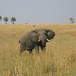 Best of Uganda Safari