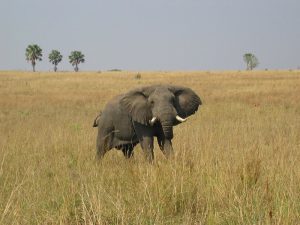 Read more about the article Best of Uganda Safari