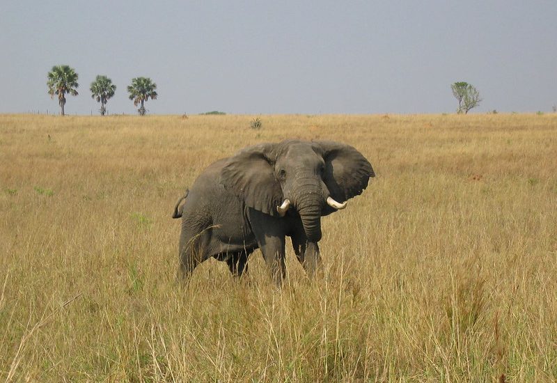 Best of Uganda Safari