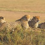 East and Central Africa Safaris