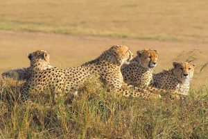 Read more about the article East and Central Africa Safaris