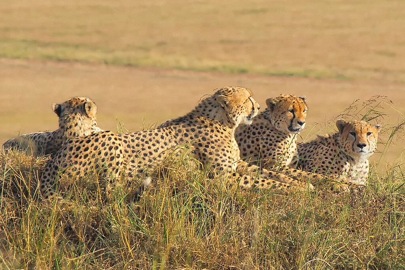 East and Central Africa Safaris