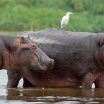 Uganda’s Best Wildlife Encounters