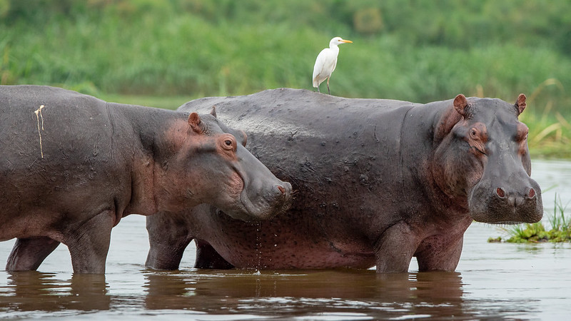 Uganda’s Best Wildlife Encounters