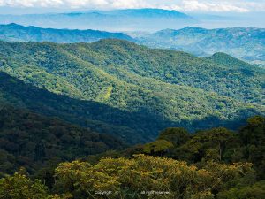 Read more about the article Nyungwe Forest National Park Rwanda