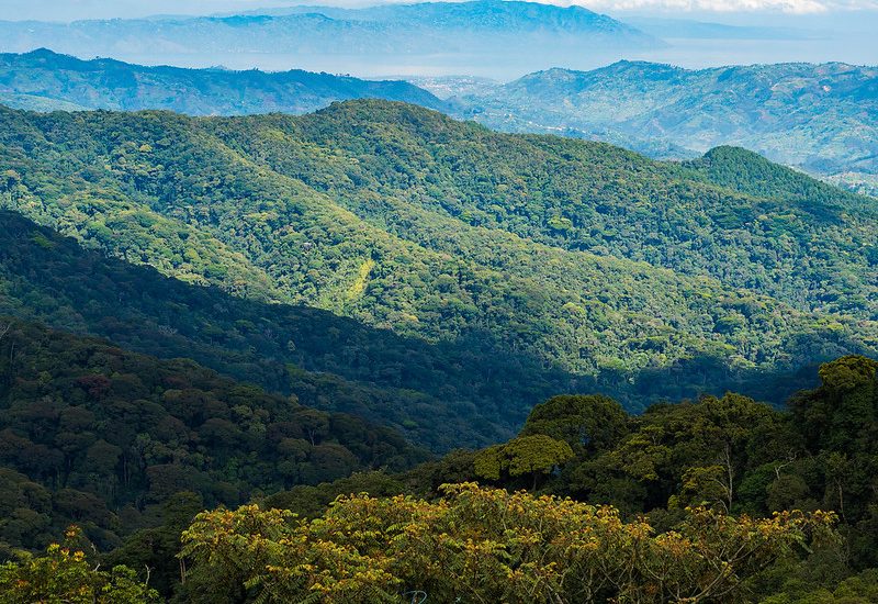 Nyungwe National Park in Rwanda