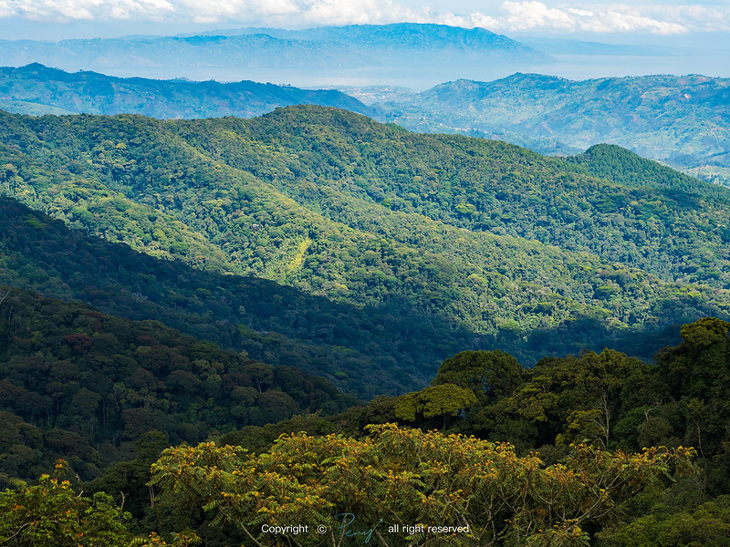 Nyungwe National Park in Rwanda