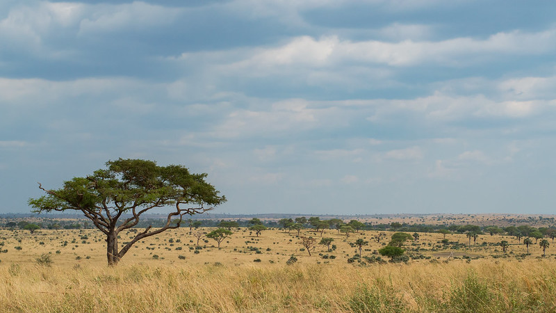 Enjoy the Moments of wildlife Safaris in Murchison Falls