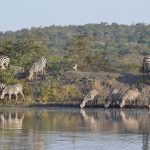 10 things to do on a safari to Lake Mburo National Park.