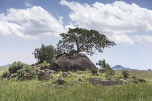 Read more about the article Hiking Adventure and Kidepo Valley Safari