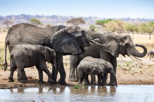 Read more about the article Tarangire National Park