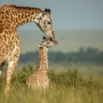 Masai Mara National Reserve