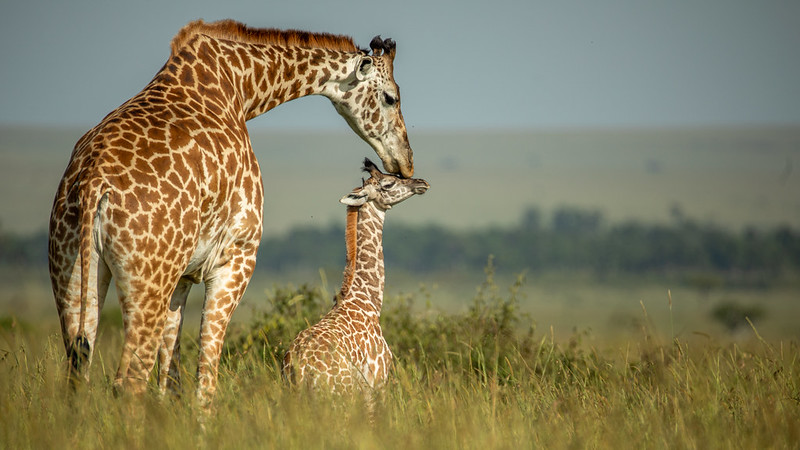 Masai Mara National Reserve