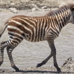 Ngorongoro Conservation Area