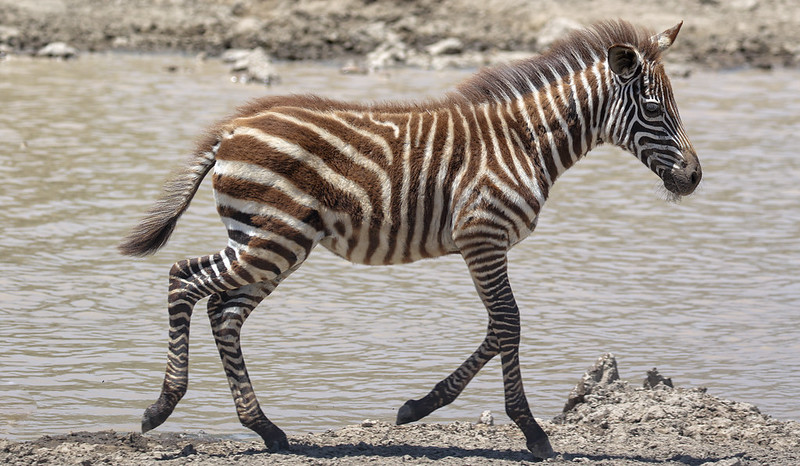 Ngorongoro Conservation Area