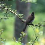 Birding in Kenya