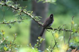 Read more about the article Birding in Kenya