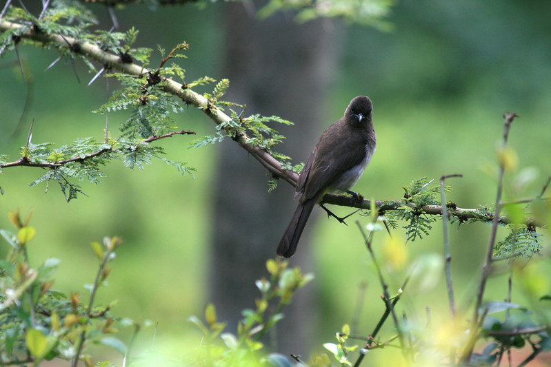 Birding in Kenya