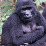 How Difficult Is Gorilla Trekking