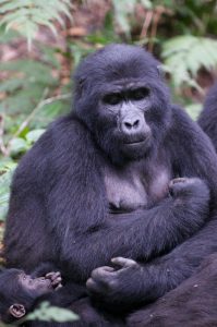 Read more about the article How Difficult Is Gorilla Trekking