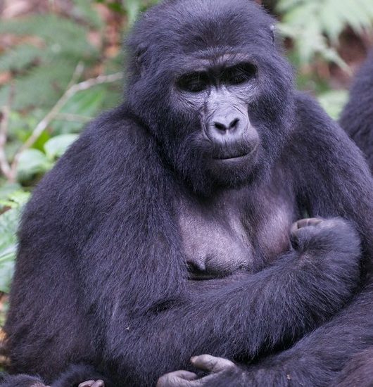 How Difficult Is Gorilla Trekking