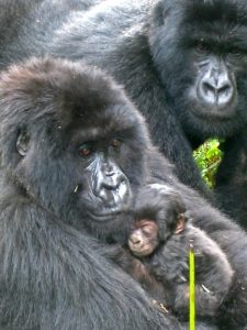 Read more about the article What Do Gorillas Eat in the Wild? 