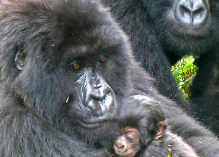 What Do Gorillas Eat in the Wild? 