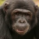 Chimpanzee Tracking Safari