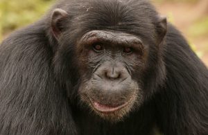 Read more about the article Chimpanzee Tracking Safari