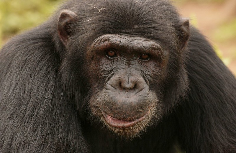 Chimpanzee Tracking Safari