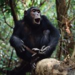 Rwanda Gorillas & Chimpanzee Tracking Safari