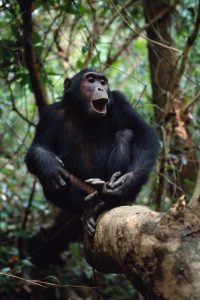 Read more about the article Rwanda Gorillas & Chimpanzee Tracking Safari