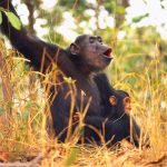 Filming at Ngogo Chimpanzee Research Center