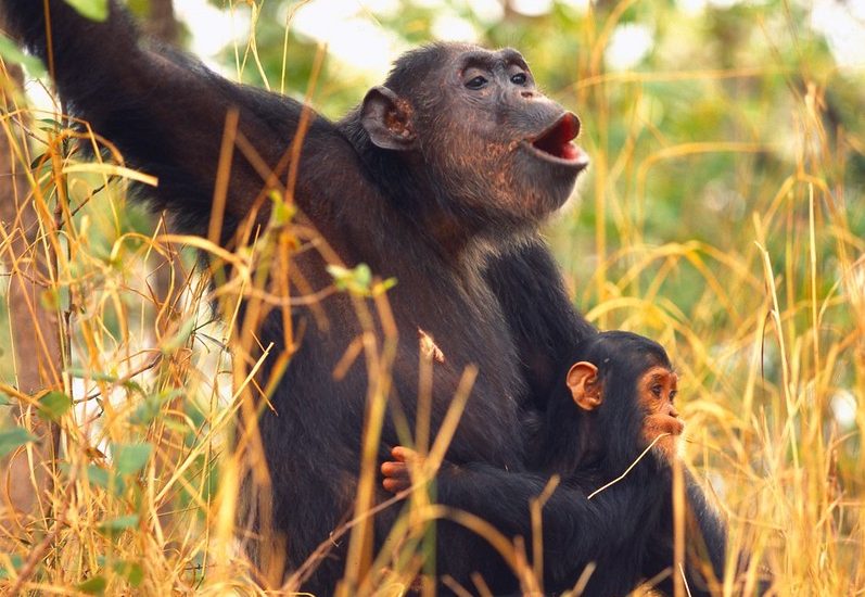 Filming at Ngogo Chimpanzee Research Center