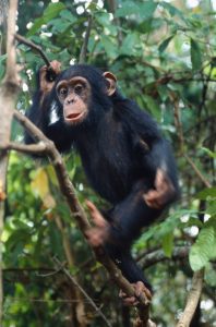 Read more about the article Gorilla Chimpanzee and Wildlife Safari