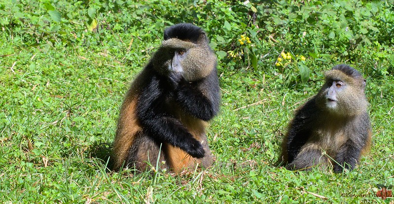 Kahuzi-Biega National Park