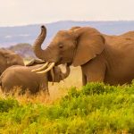 Amboseli National Park